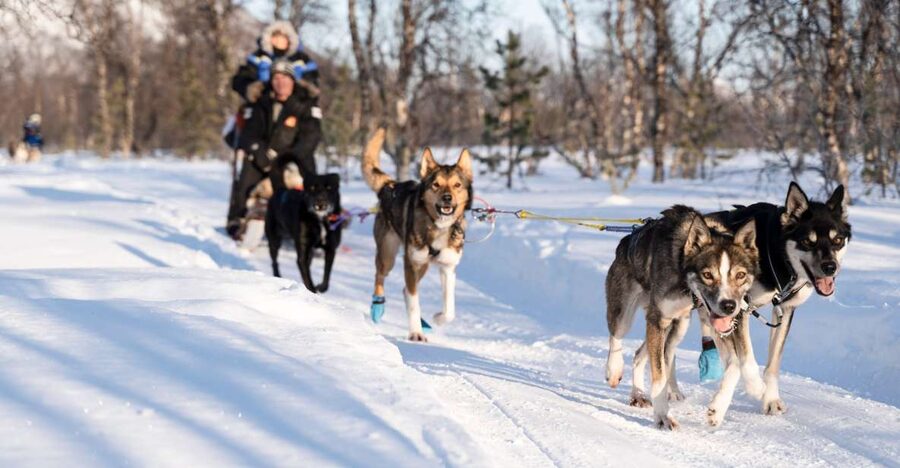 From Tromsø: Fun and Easy Dog Sledding Adventure - Key points at a glance