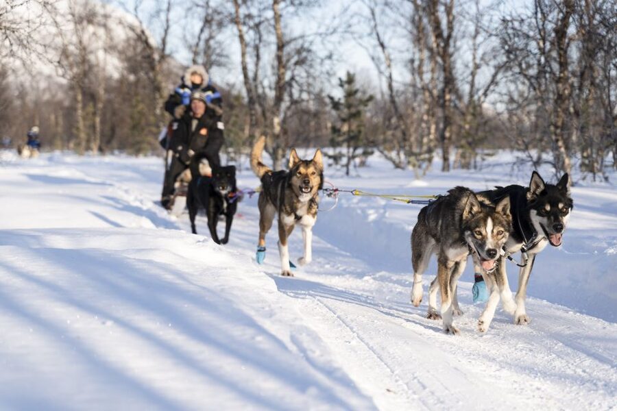 From Tromsø: Fun and Easy Dog Sledding Adventure - Taking the driver’s place behind the huskies