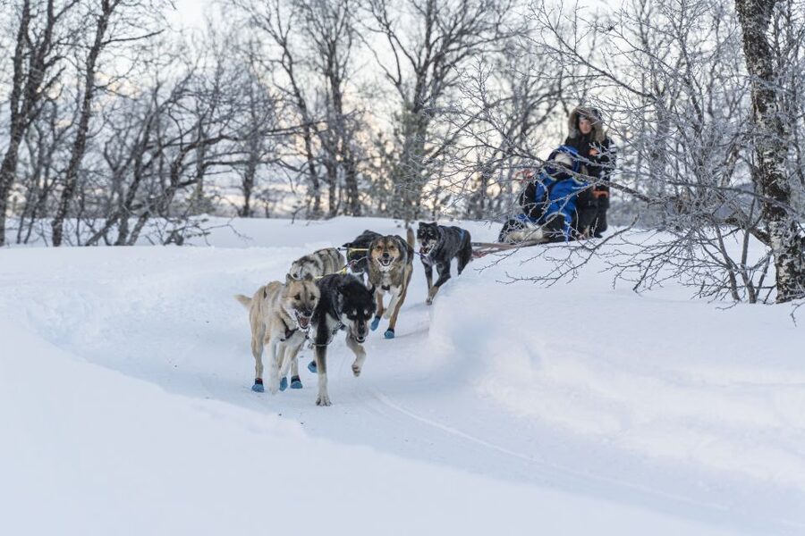 From Tromsø: Fun and Easy Dog Sledding Adventure - Meeting the dogs after the ride