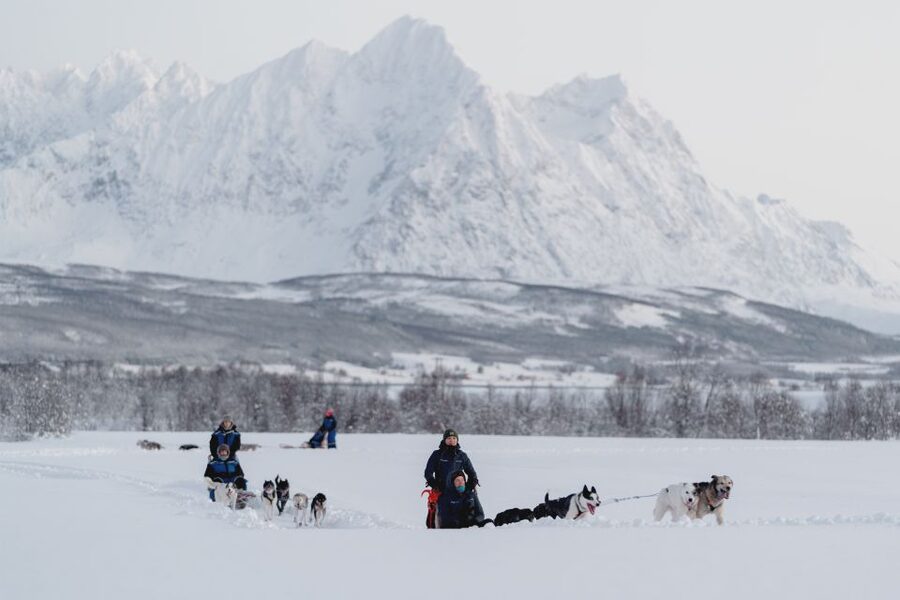 From Tromsø: Fun and Easy Dog Sledding Adventure - Tea, cake, and a Sami lavvu