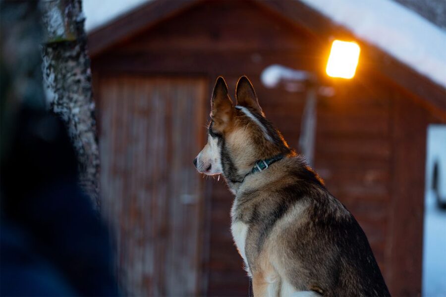 From Tromsø: Fun and Easy Dog Sledding Adventure - Is $282 a fair price?
