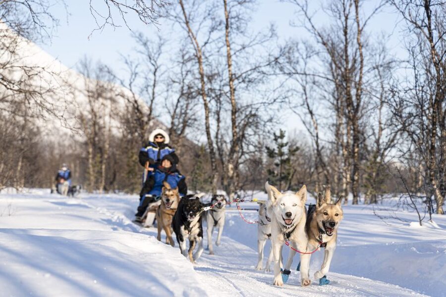 From Tromsø: Fun and Easy Dog Sledding Adventure - Should you book the Breivikeidet dog sledding tour?