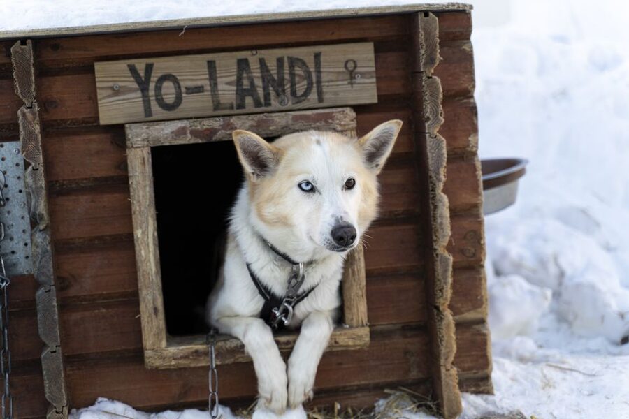 From Tromsø: Fun and Easy Dog Sledding Adventure - Getting ready in thermal clothing