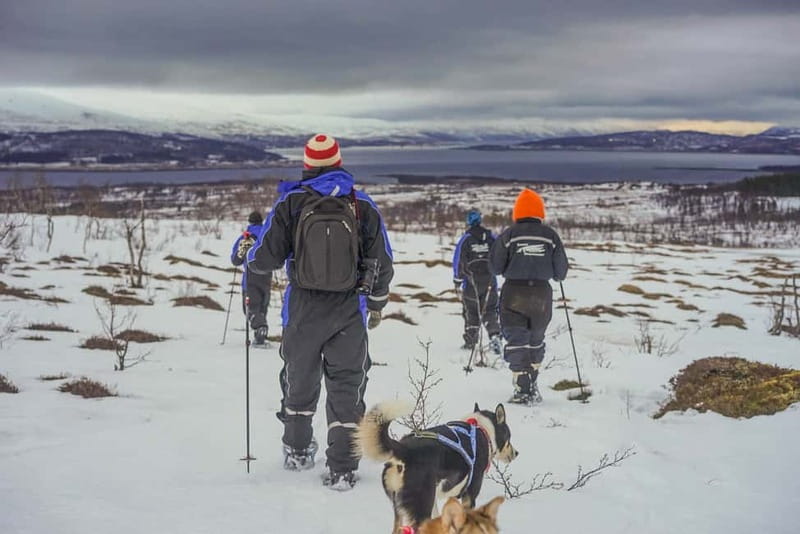 From Tromsø: Guided Husky Snowshoe Hike and Husky Camp Visit - Five things to know before you book