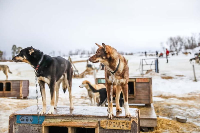 From Tromsø: Guided Husky Snowshoe Hike and Husky Camp Visit - Walking with a husky on the snowy trail