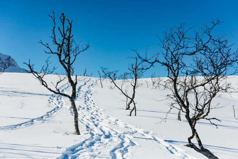 From Tromsø: Snowshoeing Hike with Picnic Lunch and Photos - Mountain views, fjords, and a chance of wildlife
