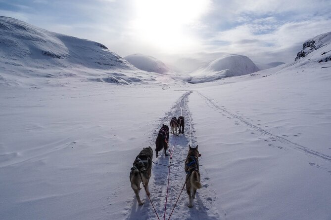 Fun & Easy Dog Sledding Adventure from Tromsø - Early Bird Tour - Starting early from central Tromsø