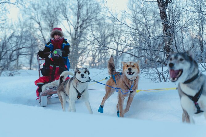 Fun & Easy Dog Sledding Adventure from Tromsø - Early Bird Tour - The ride through Tromsø’s snowy countryside