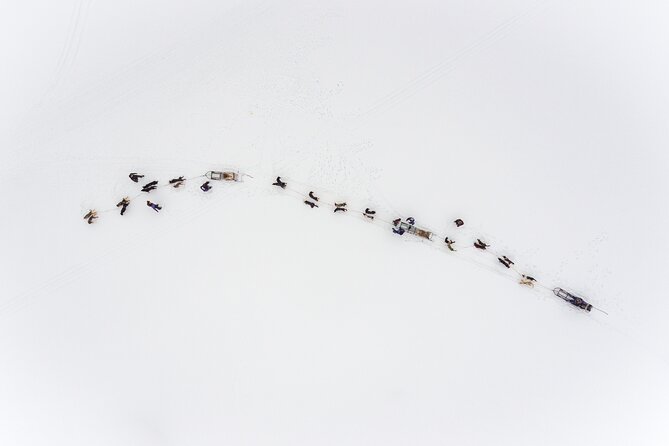 Fun & Easy Dog Sledding Adventure from Tromsø - Early Bird Tour - After the ride, the dogs remain the stars