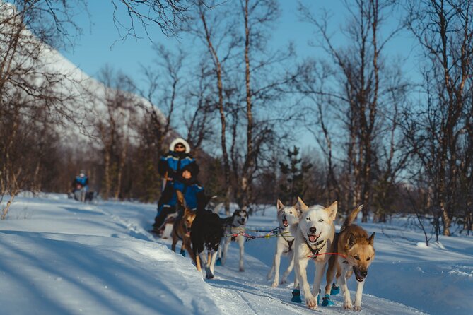 Fun & Easy Dog Sledding Adventure from Tromsø - Early Bird Tour - Coffee, cake, and a warm pause by the fire