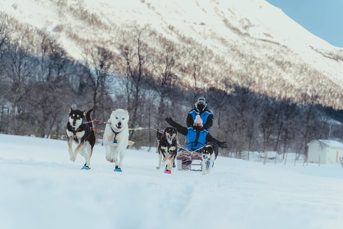 Fun & Easy Dog Sledding Adventure from Tromsø - Early Bird Tour - Who should book this early bird outing?