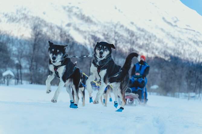 Fun & Easy Dog Sledding Adventure from Tromsø - Noon Tour - Leaving Tromsø at 11:50 for the husky farm