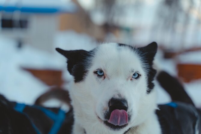 Fun & Easy Dog Sledding Adventure from Tromsø - Noon Tour - How the $289.03 price works out