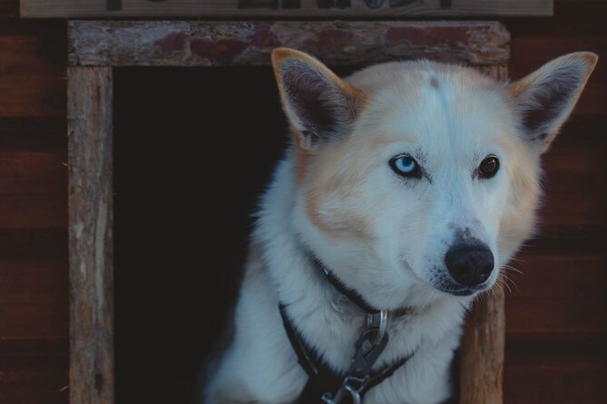 Fun & Easy Dog Sledding Adventure from Tromsø - Noon Tour - Who should book this Tromsø dog sledding trip?