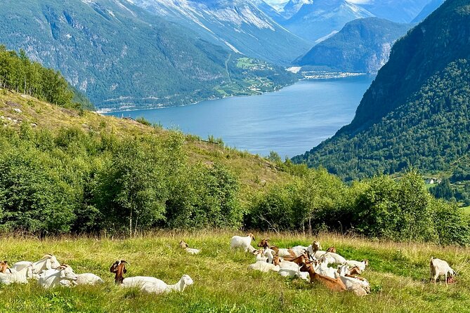 Geiranger by Royal route, 5 hours with visiting a high-mountain farm - Flydalsjuvet and Queen Sonja’s chair