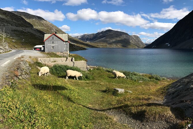 Geiranger: Sky to Fjord Downhill Biking Adventure - Traffic is the biggest practical concern