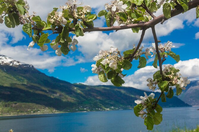 Guided tour to Hardanger Fjord, Waterfalls and Ferry Crossing - Kvanndal to Utne, a short ferry with big views