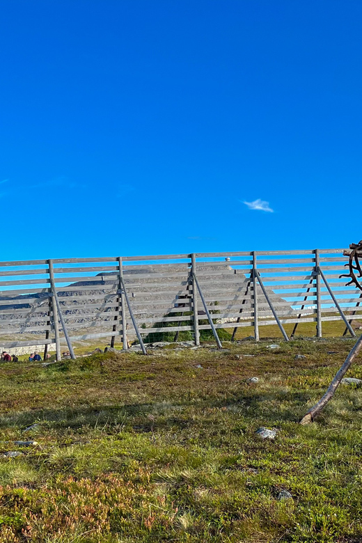 Hammerfest: Guided Tour - Meet Reindeer - Key things to know before meeting the herd