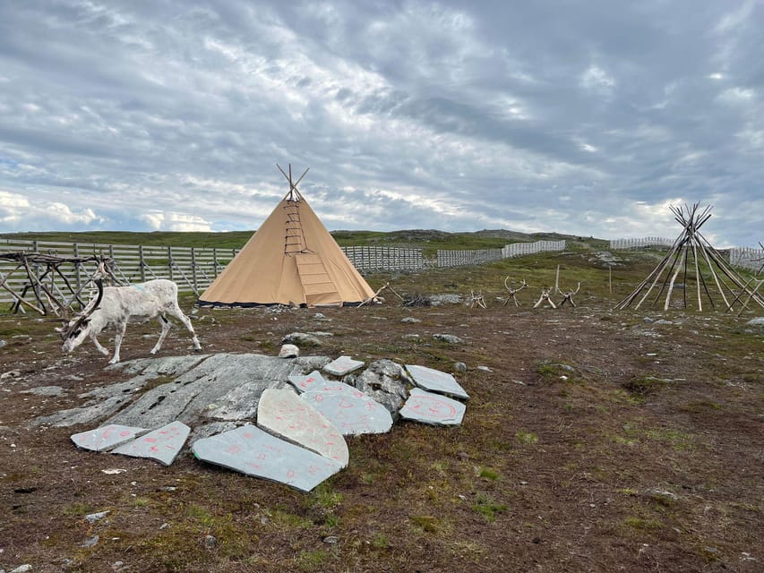 Hammerfest: Guided Tour - Meet Reindeer - Joik and a more personal view of Sámi culture