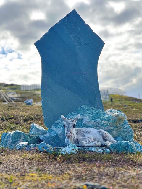 Hammerfest: Guided Tour - Meet Reindeer - The walk from Hammerfest city center
