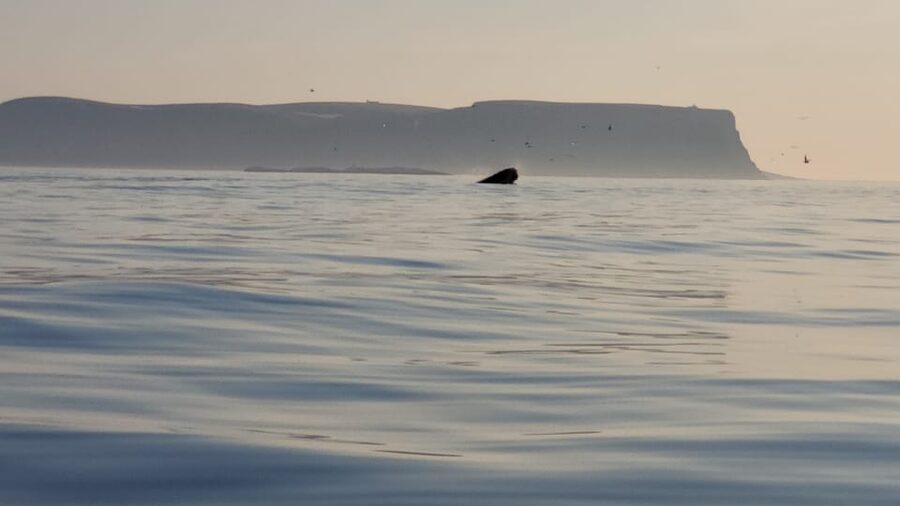 Honningsvåg: North Cape King Crab & Arctic Wildlife Safari - FAQ