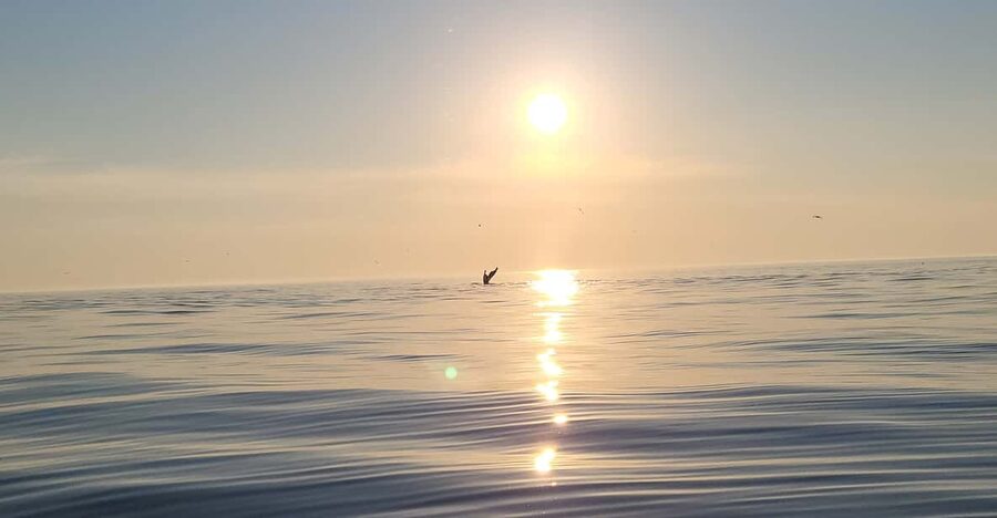 Honningsvåg: North Cape King Crab & Arctic Wildlife Safari - Wildlife Watching on the Open Water