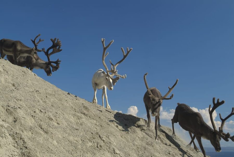 Honningsvåg: North Cape Summer Tour with Sami Family Visit - Reindeer sightings and Arctic scenery