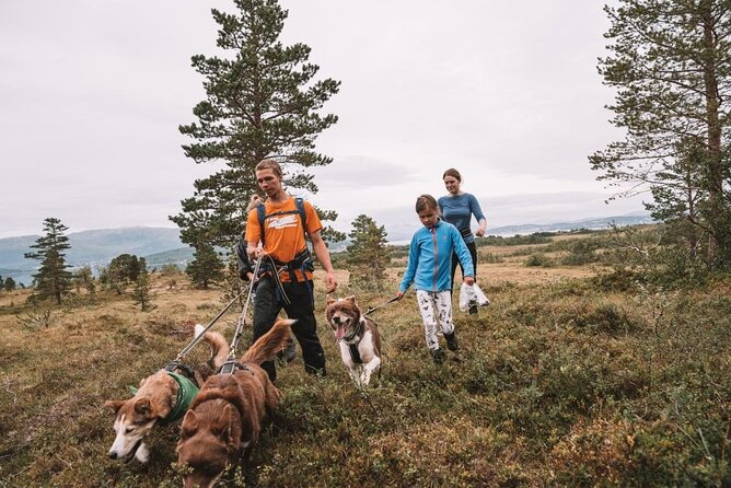 Husky Hike and Puppy Visit with Lunch - What the Hike Is Really Like