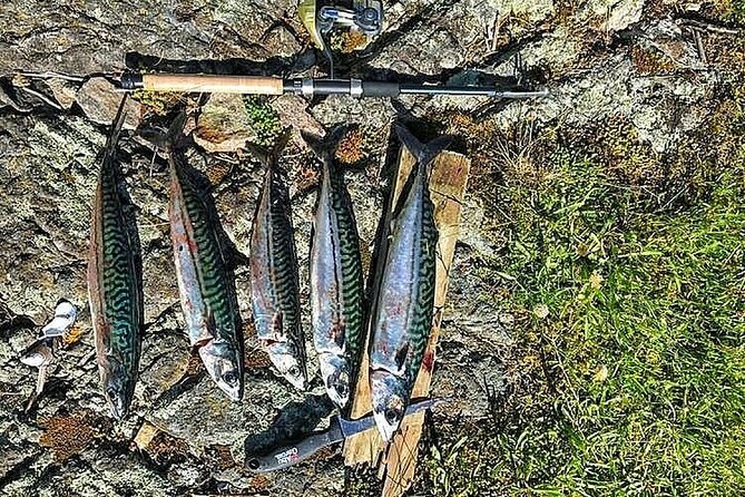 Inshore fishing in the Drangefjord - From the sea to the table