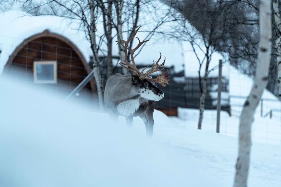 Kirkenes: Snowhotel Entrance Ticket - The Icebar changes its theme each year