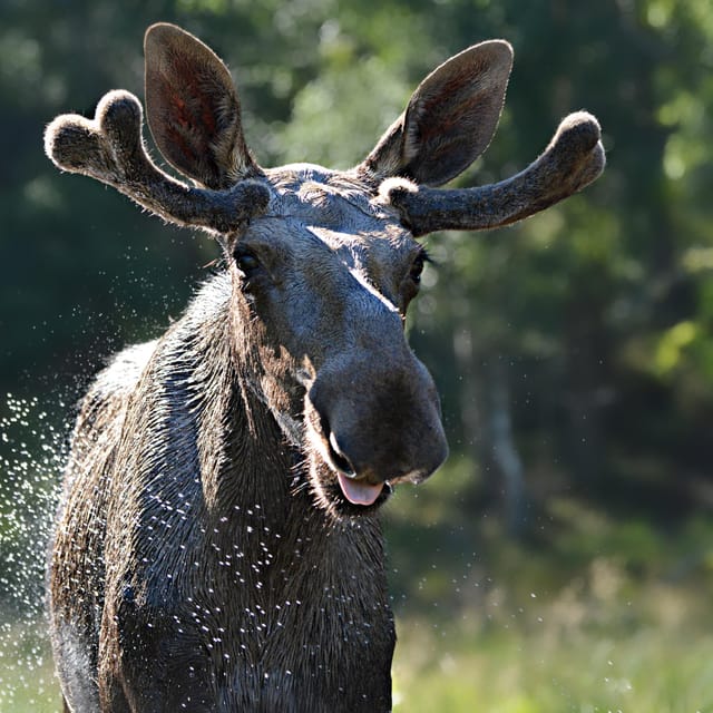 Kristiansand: Guided Bus Tour and Moose Park Experience - Key points to know before you book