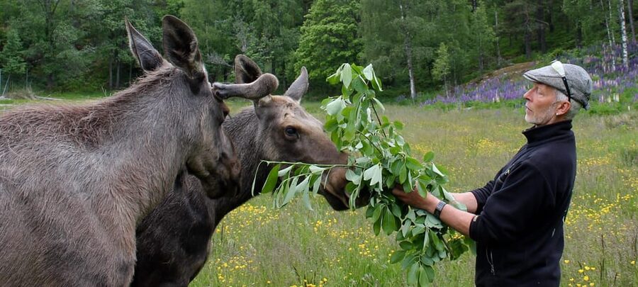 Kristiansand: Guided Bus Tour and Moose Park Experience - Who will enjoy this moose park tour?