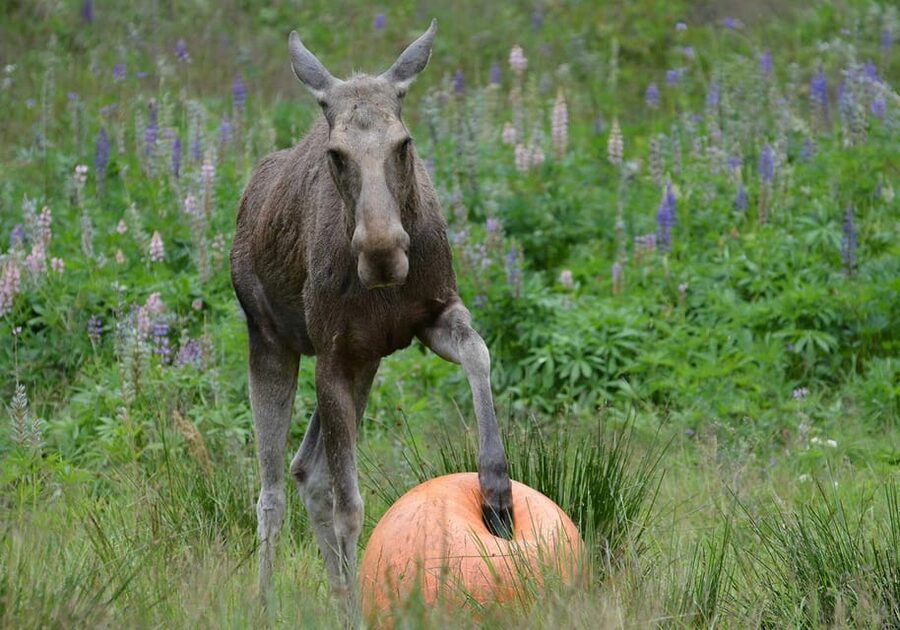 Kristiansand: Guided Bus Tour and Moose Park Experience - Feeding time and the chance to pet a moose
