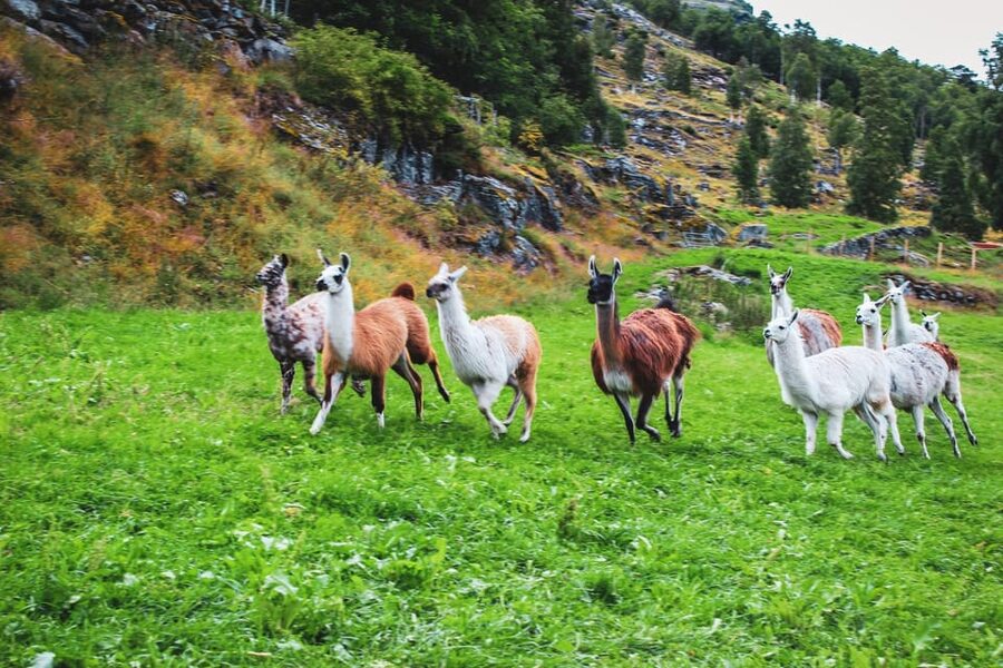Ljøen, Hellesylt: Ljøen Farm Tour - Three fjords from the farmyard