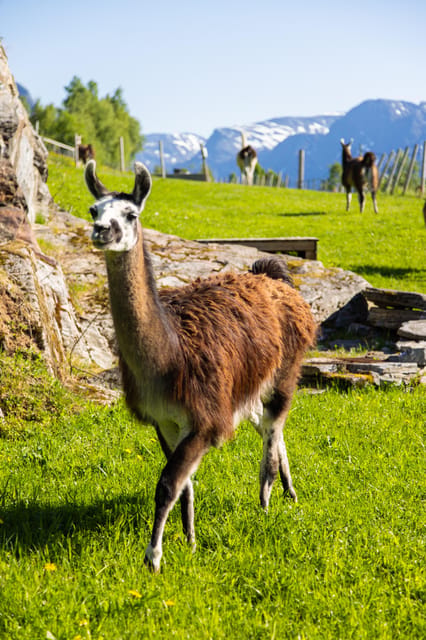 Ljøen, Hellesylt: Ljøen Farm Tour - Is $62 a fair price?
