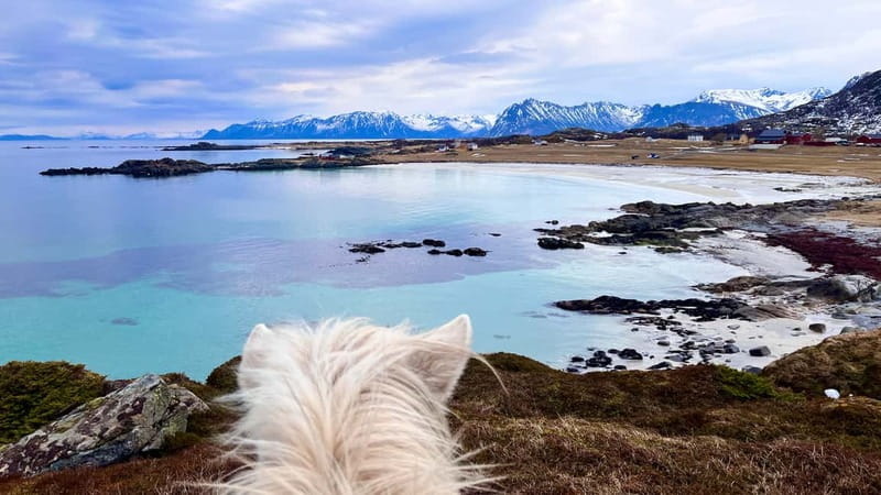Lofoten: Guided Horse Riding Tour Over Hov and Hovsund - What makes the Icelandic horses suitable for beginners
