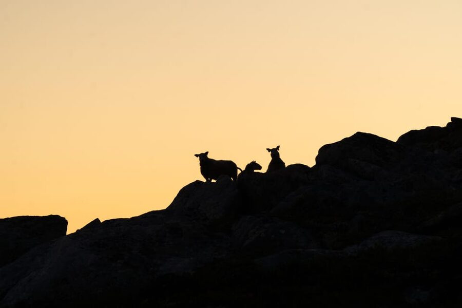 Lofoten Islands: Guided Hiking Into the Wilderness - Uphill - Learning about wildlife and local culture