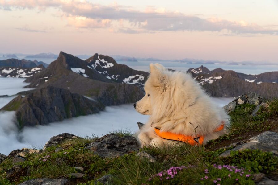 Lofoten Islands: Guided Hiking Into the Wilderness - Uphill - What the four-hour schedule really means