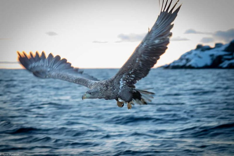 Lofoten: Trollfjord Sea Eagle Safari by RIB Boat - Key points to know before booking