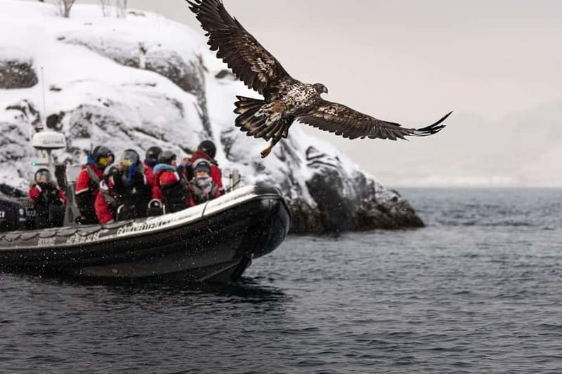 Lofoten: Trollfjord Sea Eagle Safari by RIB Boat - Watching sea eagles feed near the boat