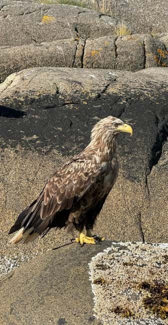 Lofoten: Trollfjord Sea Eagle Safari by RIB Boat - Viking sites and stories from local guides