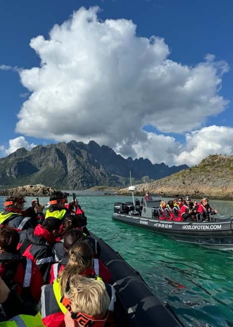 Lofoten: Trollfjord Sea Eagle Safari by RIB Boat - Could you see whales too?
