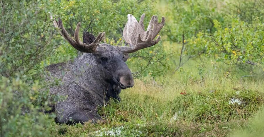 Lofoten: Wildlife Safari - Why This Safari Feels Different From a Standard Sightseeing Drive