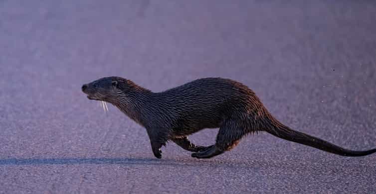 Lofoten: Wildlife Safari - Searching for Owls, Foxes, Moose, and Birds
