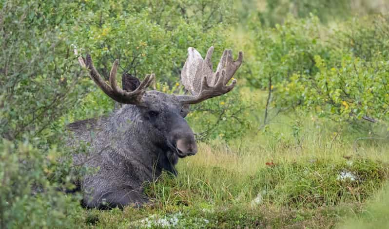Lofoten: Wildlife Safari - Seasonal Timing Requires Careful Planning
