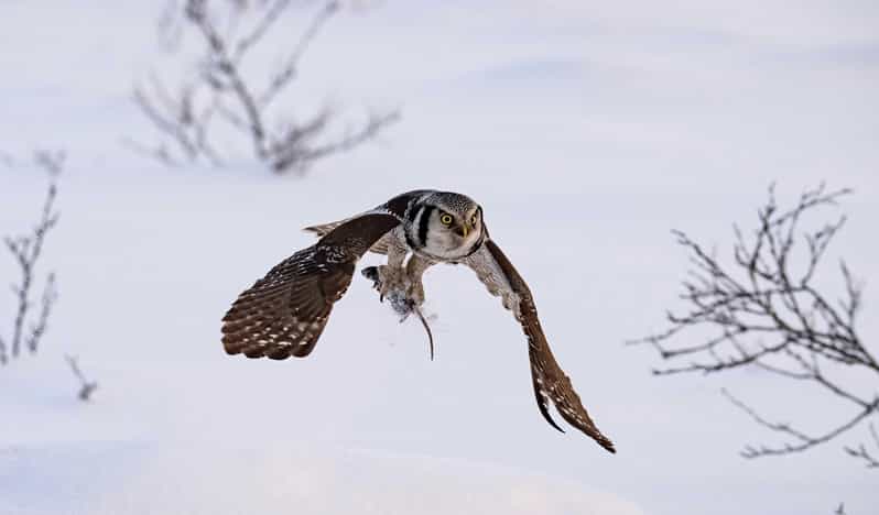 Lofoten: Wildlife Safari - Is the $152 Price Fair?
