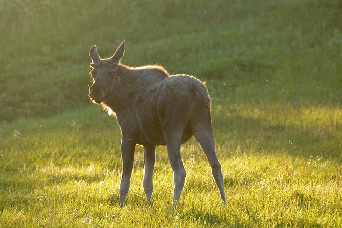 Moose Safari Bodo, Norway, Meet the Largest Land Animal in Europe - Saltstraumen gives the evening a second act