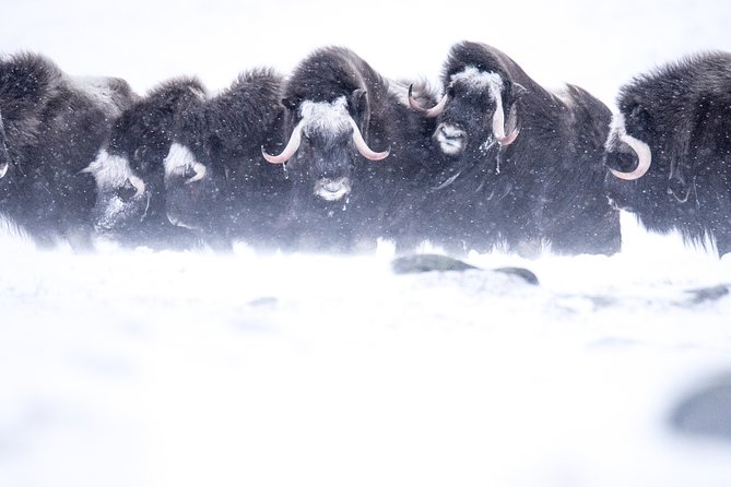 Musk ox Safari in Dovrefjell National Park, Oppdal Safari - Why musk ox make this Dovrefjell hike special