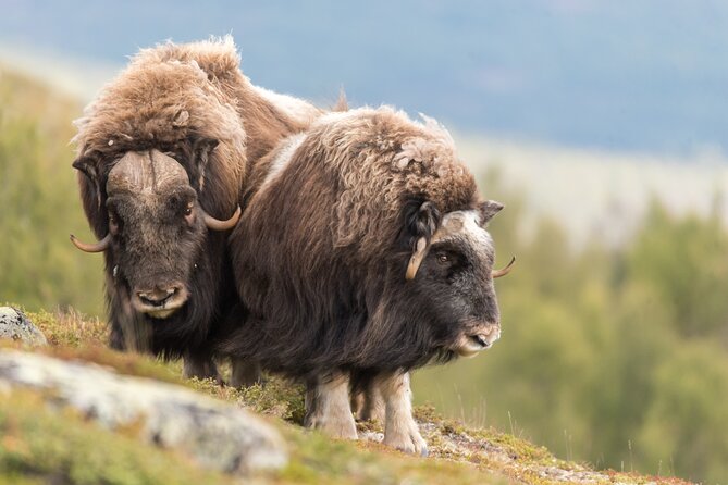 Musk ox Safari in Dovrefjell National Park, Oppdal Safari - Six hours across Dovrefjell mountain country