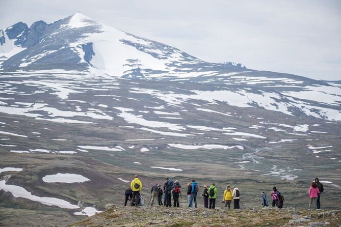 Musk ox Safari in Dovrefjell National Park, Oppdal Safari - Finding the herd and choosing a safe viewing spot